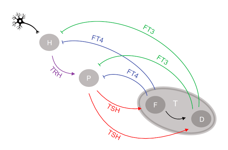 StudyAqua's tweet photo. Top-down control of #thyroid function is instrumental for optimum #homeostasis, #allostatic #adaptation and #resilience. Integration of top-down and bottom-up regulation is a necessary condition for #robustness.
#allostasis #thyroid_allostasis #TACITUS
https://t.co/gq27bnSBgO https://t.co/oD6mINFe6b