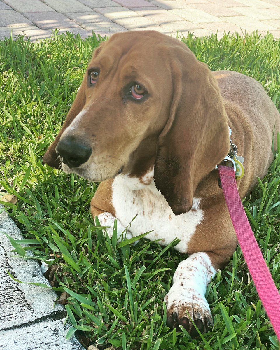 BassetChestnut's tweet photo. Perfecting the paw tuck 🐾 #wednesdaywalk #dogsoftwitter #AdoptDontShop #basset https://t.co/Xcjvs9mOp5
