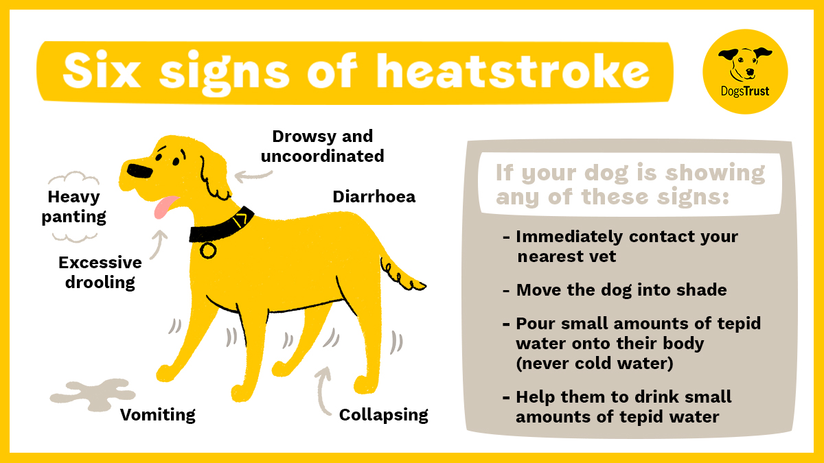 Dogs Trust 💛🐶 tweet media