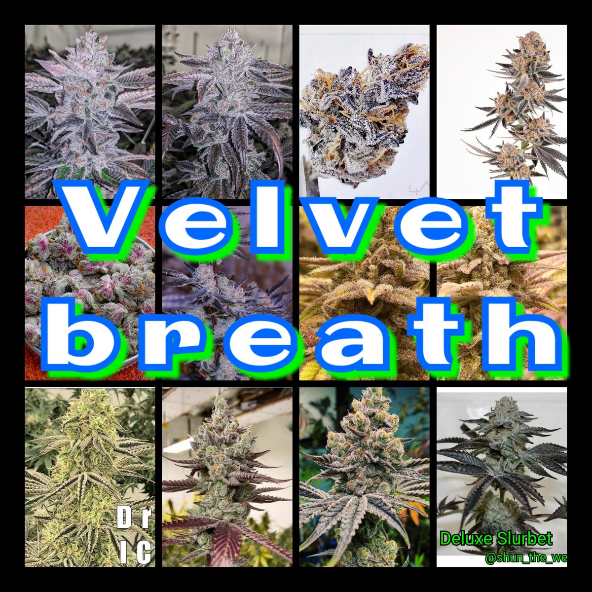 heavilyconnect's tweet photo. Heavily Connected is now on Twitter. Check out this colorful Velvet Breath.
Lineage: Twisted Velvet x OGKB 2.1
#heavilyconnected #heavilyconnectedseeds #litfarms #seeds #seedbank #genetics #purplestrains #ogkb
https://t.co/Qm7VUnQk9Y https://t.co/IzgZHfzf9C