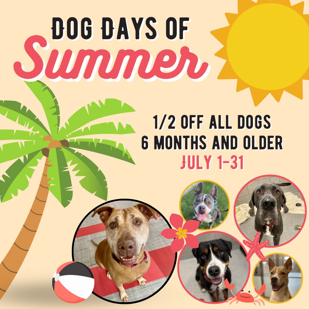 HinsdaleHumane's tweet photo. It’s the Dog Days of Summer and now is the time to find your poolside pal. We have plenty of dogs who would love to be your new best friend!

Half off adoption fees for dogs 6 months and older make July the perfect time to bring home a new furry friend. https://t.co/uMvZSJalm5