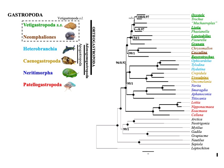 Jecuervo30's tweet photo. Check out our latest work "A phylogenomic backbone for gastropod molluscs" including taxa with little or no prior representation. Our tree is congruent with morphology and mitogenomic. 🐌 🐚 @systbiol 
https://t.co/nXgbtuVbEy https://t.co/rfBtU27MmJ