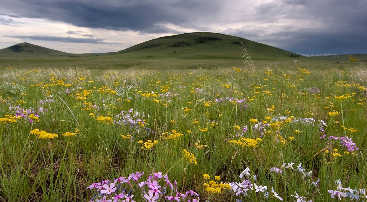 EarthKeeper22's tweet photo. 2.6 million acres of intact grassland were plowed up in 2019 for crop production. Like #forests, grasslands play a critical role in sequestering &amp; storing carbon...🦋LJC

@GeraldKutney @KaraJarina #ClimateAction #Ecosystem #life #restoration #WildlifeWednesday #EarthKeepersUnite https://t.co/re7ae6YJcl