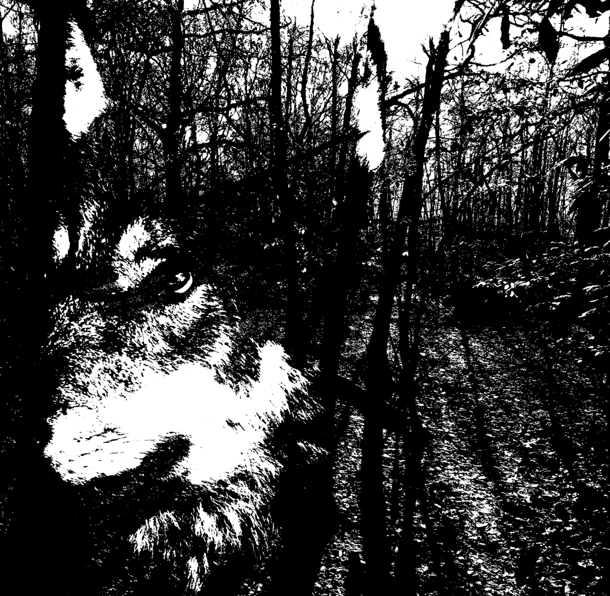 Last week my piece 'Our Ancient Woods' made its USA debut at <a href="/NYCEMF/">NYCEMF</a> 2022! 

Check out the stream⬇️
youtube.com/watch?v=l5LCkr…

Listen on Spotify⬇️
shorturl.at/dpCQX

Next week, 'Our Ancient Woods' is travelling to Ireland for the ICMC at University of Limerick <a href="/UL/">University Of Limerick</a> 🎶