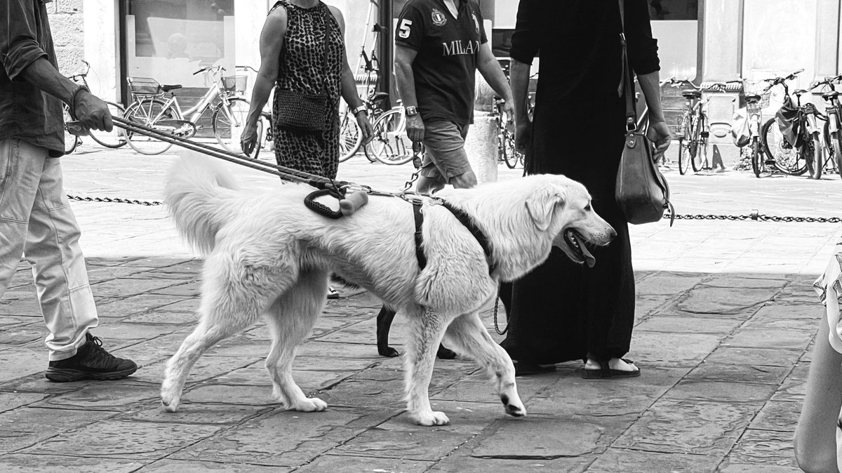 Some good dogs from a recent visit to Lucca, Italy: 
