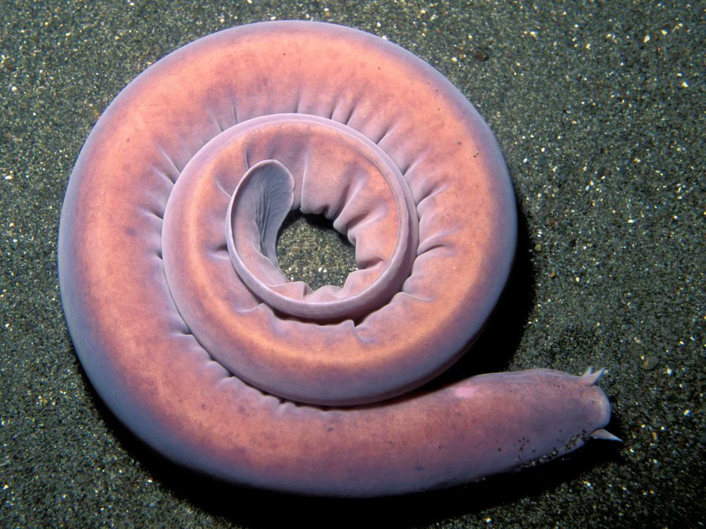 Hagfish - are eel-shaped, slime-producing marine fish (occasionally called ...