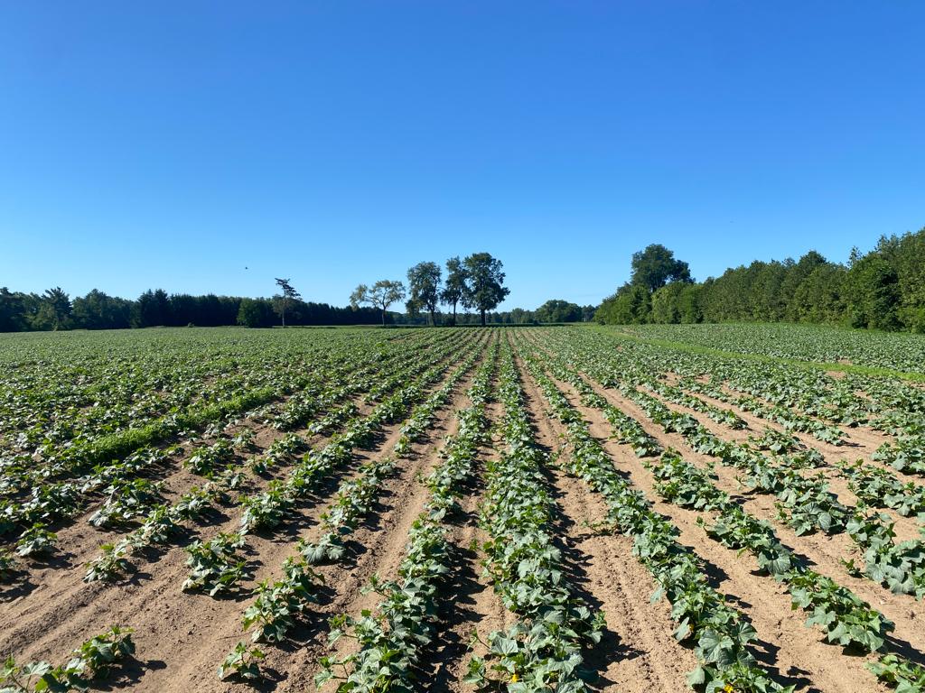 Canam_Fresh's tweet photo. Look who came a little early this year. Our pickling cucumbers in Ontario are looking quite incredible and are ahead of schedule. We are grateful to mother nature and our farm teams and managers. Our field teams look forward to hand and machine harvesting these beauties. https://t.co/PvnlJO63eQ