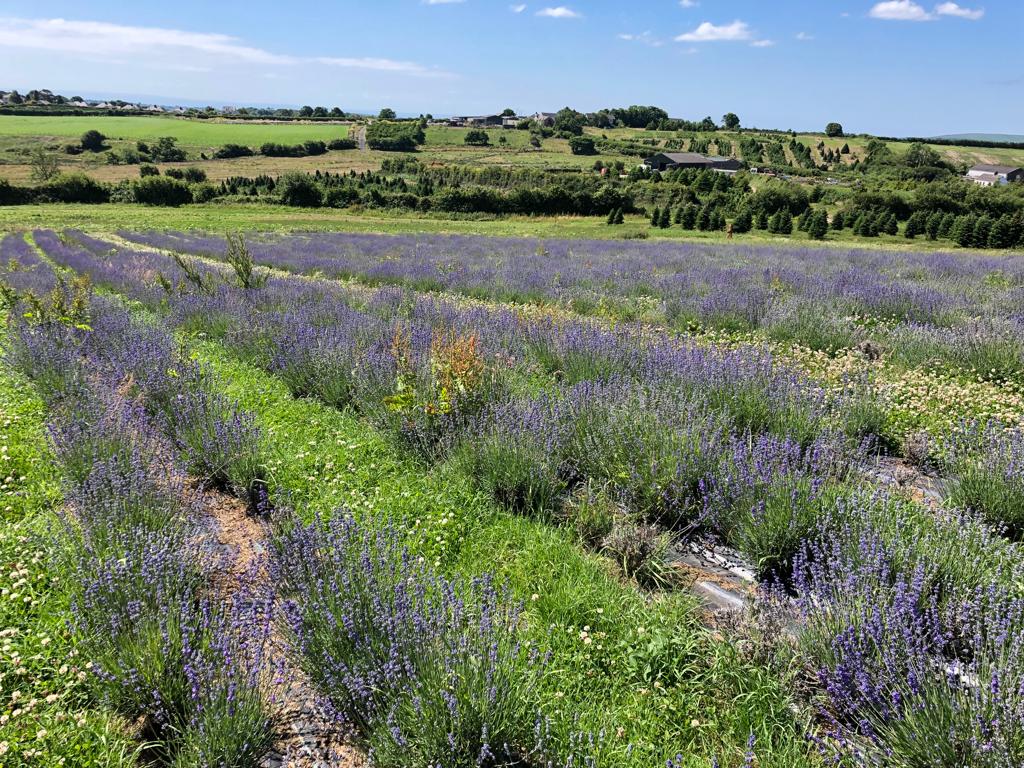 Did you just miss it ? #CountryFocus - catch up on BBC Sounds - bbc.in/countryfocus @carolineevans10 @maredifan @GwenynGruffydd @mariclarecj @welshlavender @VaughnMatthews2 @INCCymru @savebutterflies