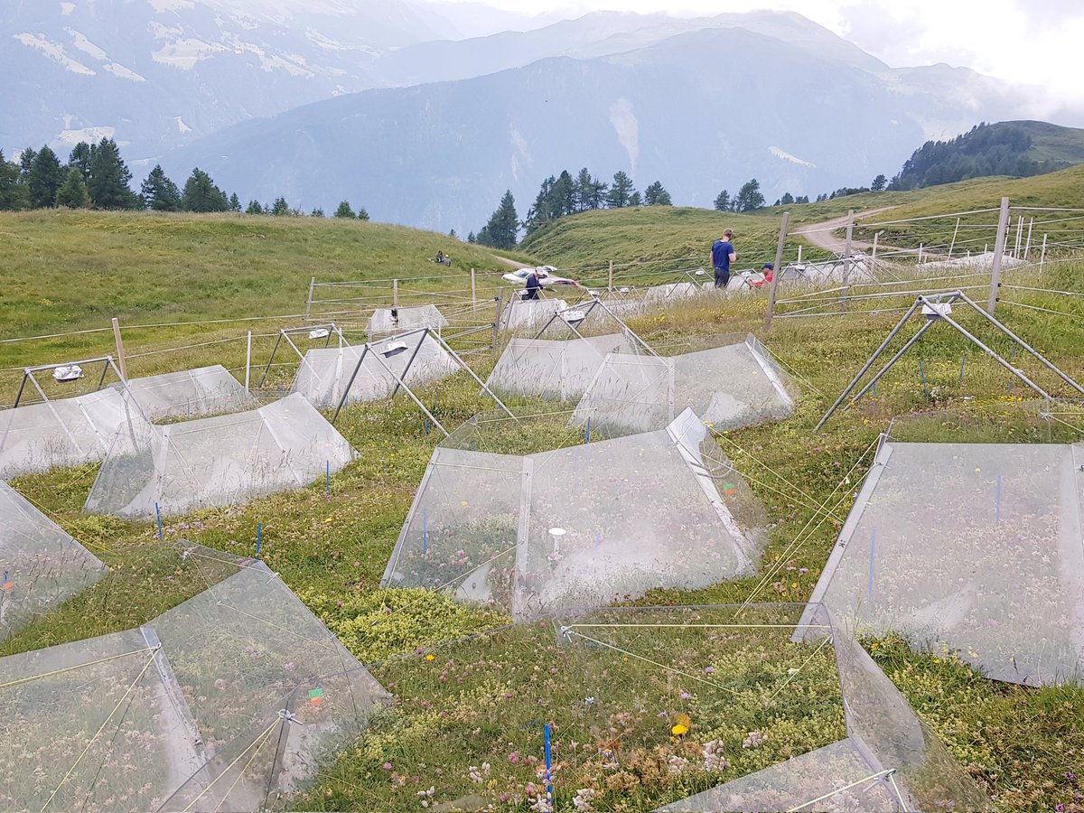 PaulKardol's tweet photo. What drives the success and impacts on biodiversity and ecosystem functioning of range-expanding species under climate change? We are testing it in our #Biodiversa #RangeX project. The Swiss site looks great! @ Jake Alexander @LeslieForero and many others! https://t.co/9gfSv2VtS4