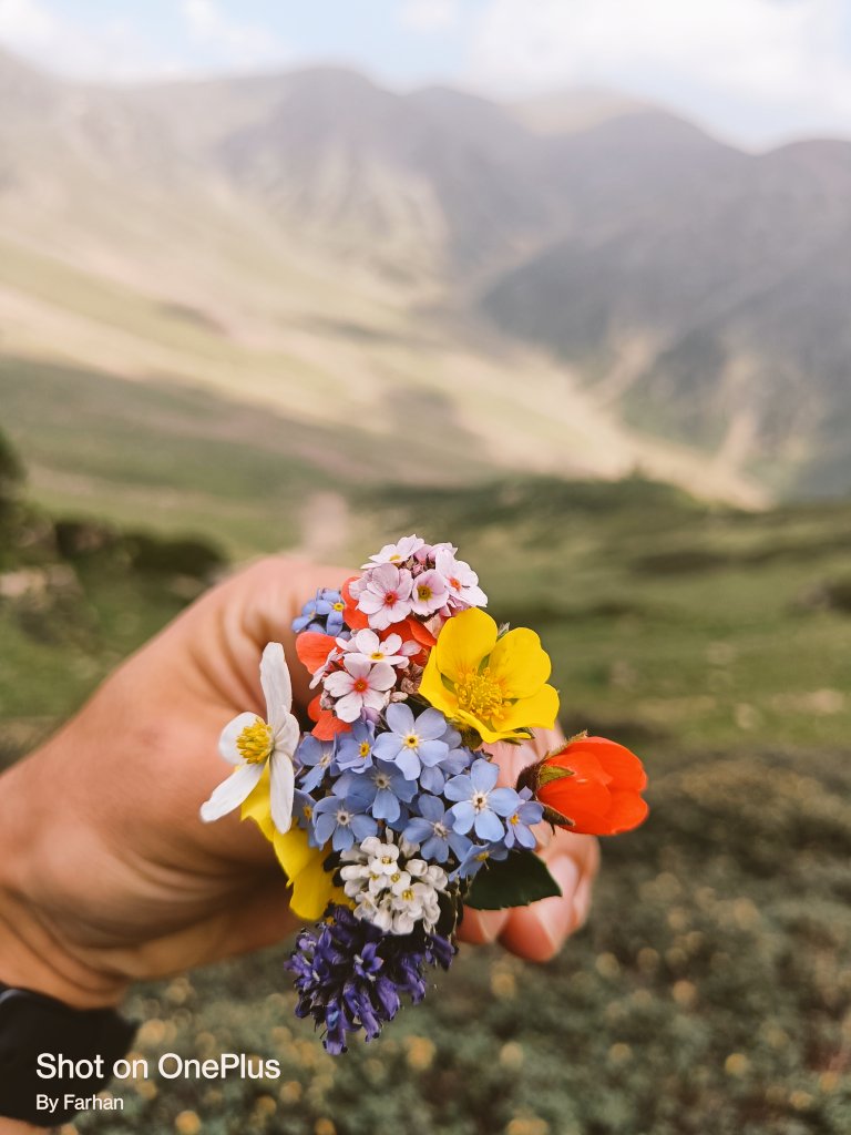 FarhanMearaj's tweet photo. Bungus valley: one of the pristine meadow present in the North circle of Kashmir valley. The place is truly heaven for nature lovers and trekkers. Full of medicinal plants and gorgeous flowers!
#Bungus https://t.co/Siq6Mh7RGs