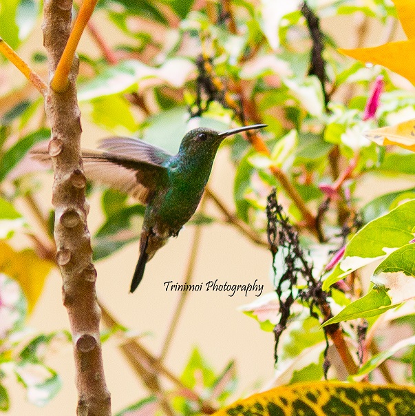 I got the shot!!! #photography #kitchenwindow #nicehummer #hummingbird #trinimoiphotography