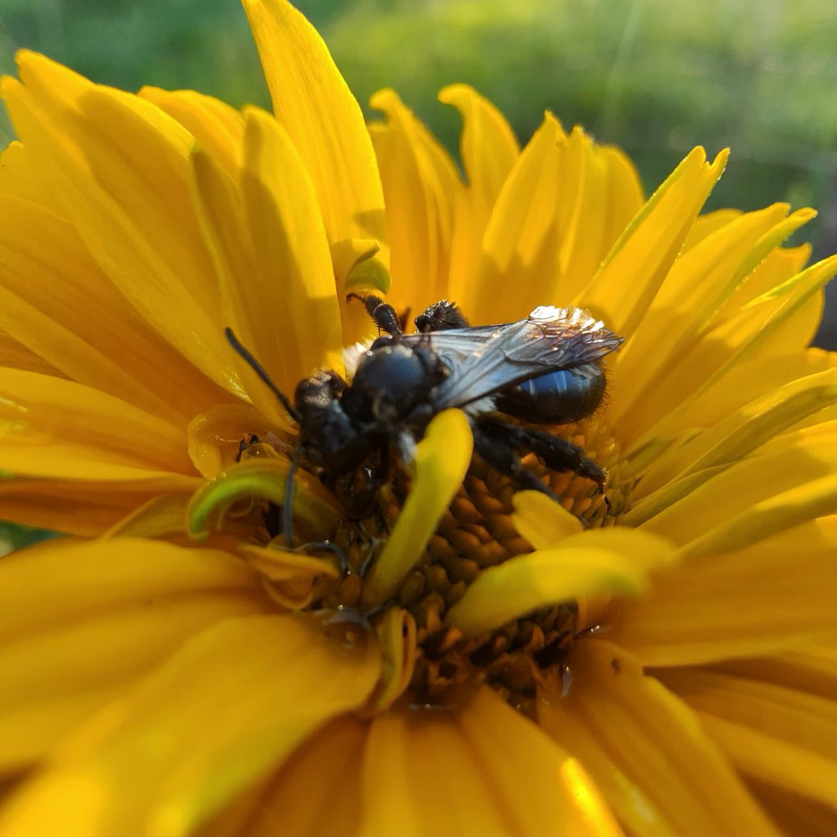 AgataSekrecka's tweet photo. Black bee rescue mission! ๐ It was wet so we provided sunny flower station and some drops of water with honey. Hope it is ok now๐ค๐ป #everybeecounts https://t.co/2NE4bes3dX