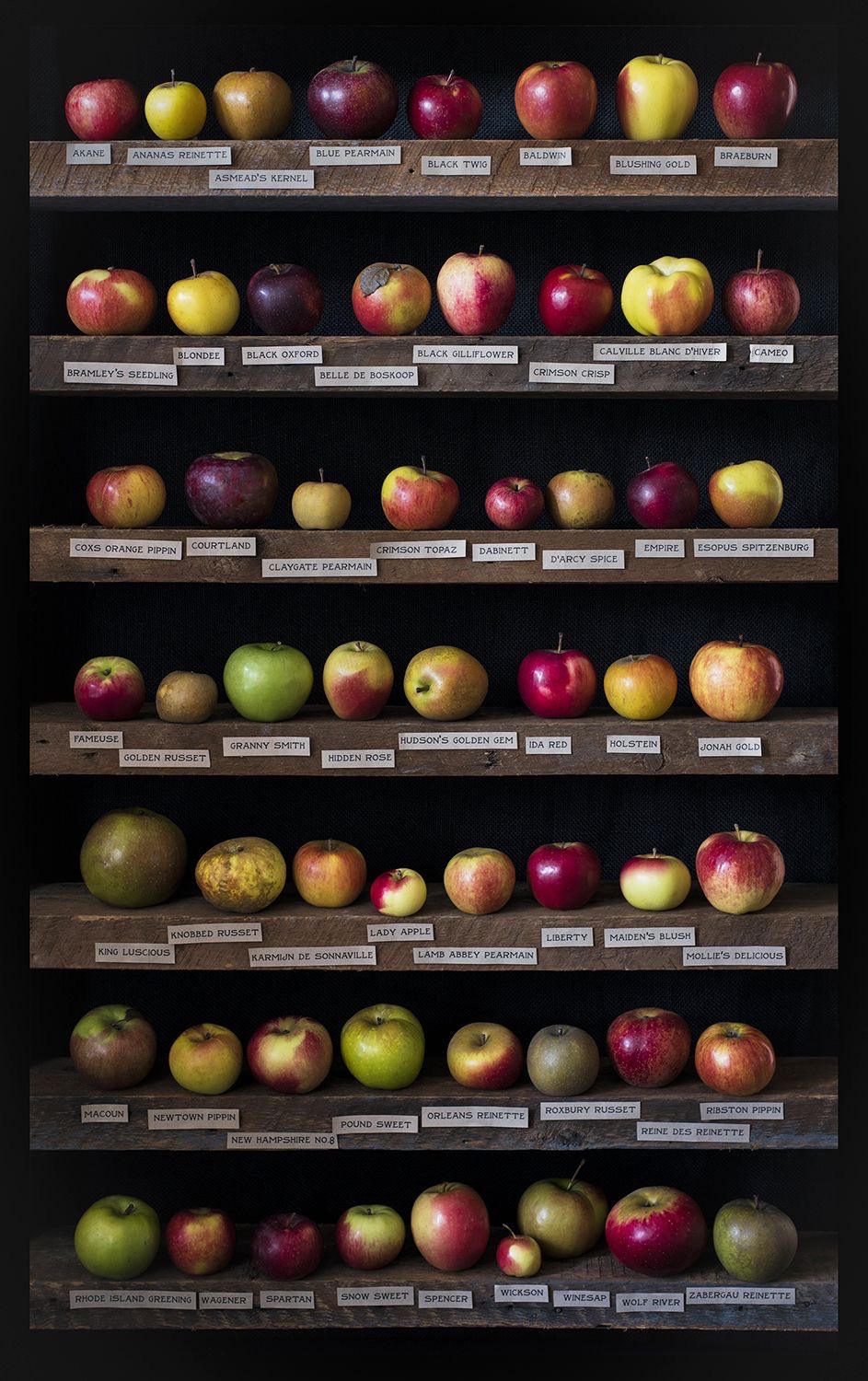 helen warlow on X: "57 Apple Varieties in a print from a photograph by Eric  Lewandowski. Beautiful names the have. Lovely print  https://t.co/yJ95okBMMT" / X