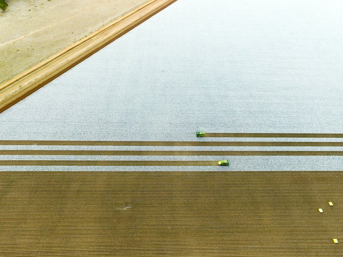 Depuis l'introduction en Australie du coton Bt #OGM, l'utilisation d'insecticides a diminué de 97% depuis 1992.
Quand on pense qu'aujourd'hui des médias et journalistes nient encore les bienfaits des OGM.
Pire que la propagande des #antivax !
cottonaustralia.com.au/fact-sheet