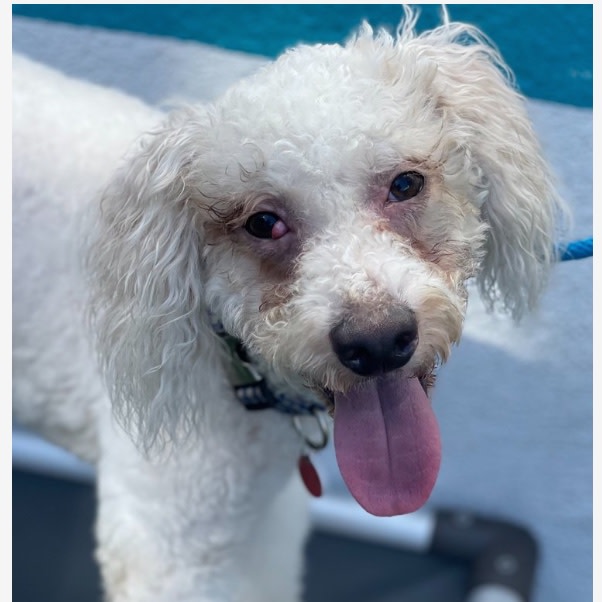 FarmersMarketLA's tweet photo. #HappyHour may already be your favorite hour of the day, but what would you say if we also had adoptable dogs on site to play with? Don't miss #YappyHour TONIGHT from 5-7pm at #MarketTavern! A percentage of sales from the event goes to the amazing Wags and Walks dog rescue. 🐶🍹 https://t.co/sfC9IShzzx