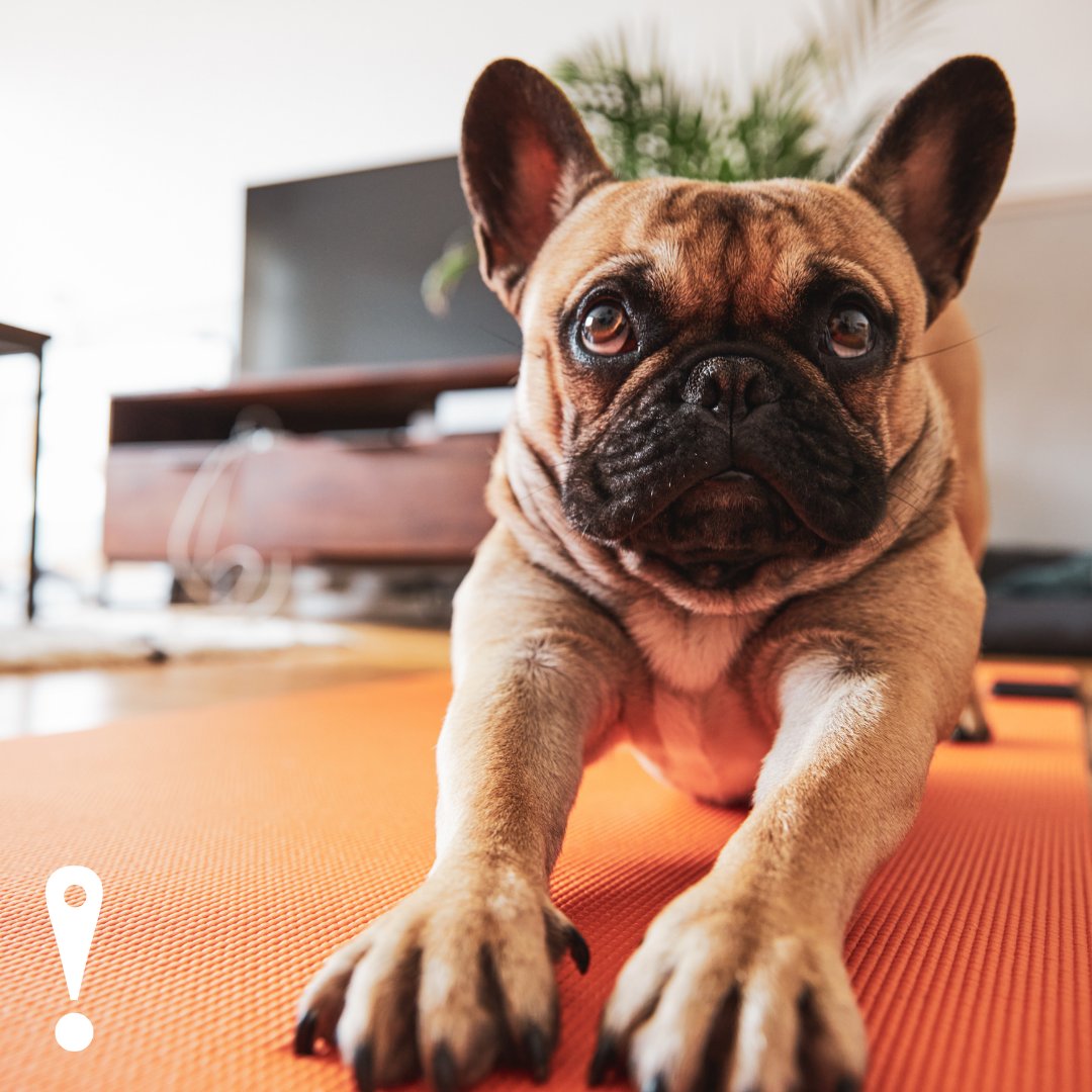 FetchPetCare's tweet photo. Why do dogs stretch? Oftentimes, it’s for the same reason humans do!
#fetch #fetpetcare #weloveemlikeyoudo #didyouknow #dogstretch https://t.co/xalArXeNdh