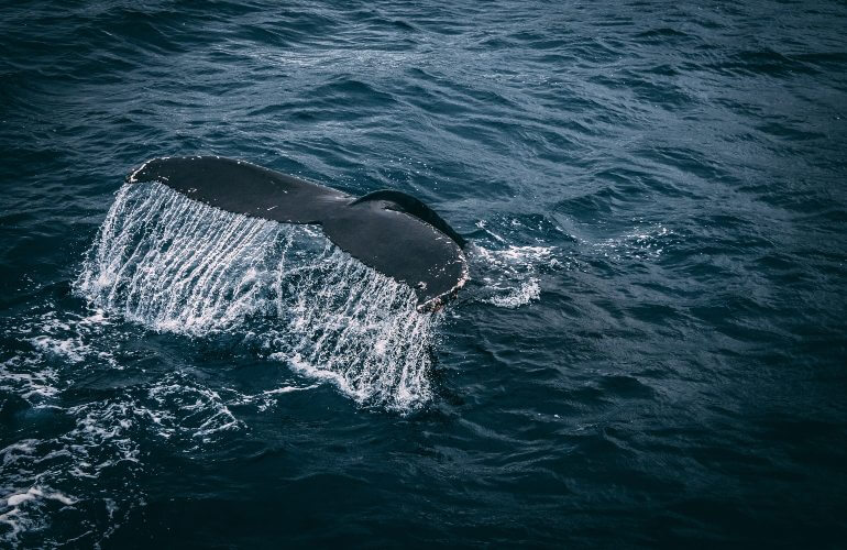 .<a href="/SouthForkWind/">South Fork Wind</a> expands construction protections for endangered whale species, the North Atlantic right whale ➡️ bit.ly/3y1TcIb

<a href="/CLF/">Conservation Law Foundation</a> <a href="/NWF/">National Wildlife Federation</a> <a href="/NRDC/">NRDC 🌎🏡</a> <a href="/OrstedUS/">Ørsted U.S.</a> <a href="/EversourceCorp/">Eversource Energy</a>