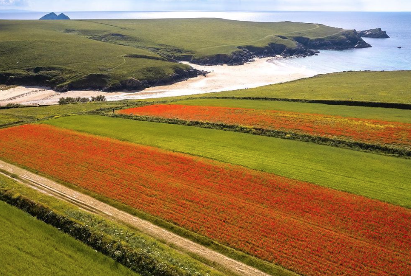 BowgieInn's tweet photo. In love with this gorgeous aerial shot of the poppies from above! We still pinch ourselves that this is our home 😍 
Thanks so much for sharing cornish_dronephotography 📷 🌺 https://t.co/CtlMP3nkK5