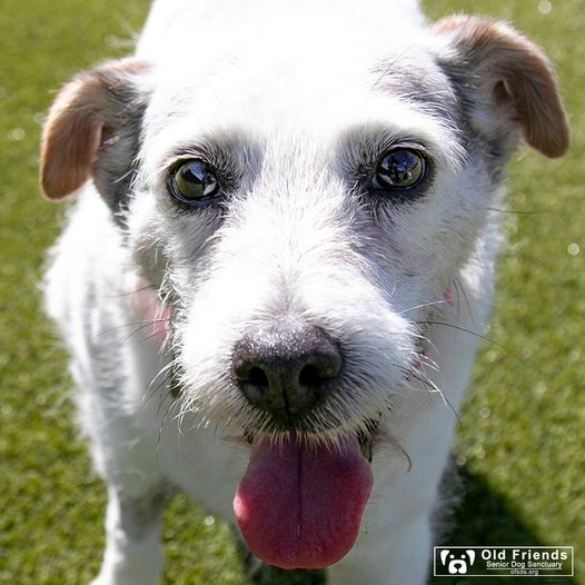 Marvelous Maggie and her very boopable nose are here to greet you with an enthusiastic 'Hello!' BOOP! #OFSDS #OFSDSMaggie #OFSDSMarvin #SeniorDogs #OFSDSBondedPair #BondedPair #Dogs