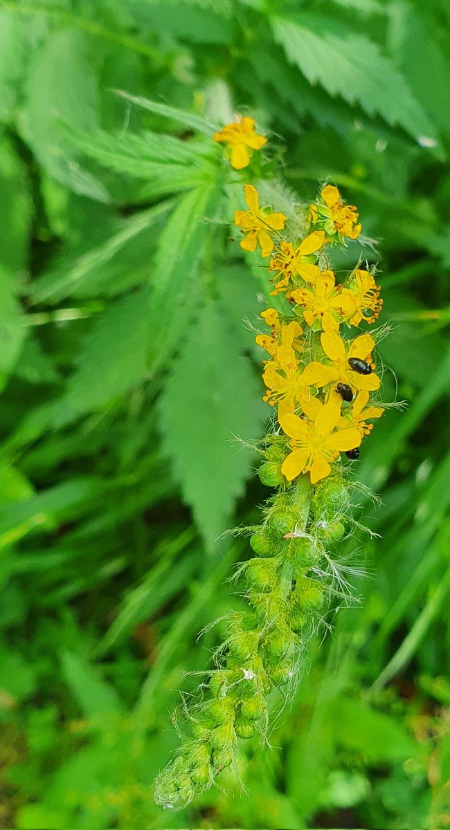 DistrictHerbal's tweet photo. Gorgeous walk with the #NKWF22 around the Old Wood this after
Loads and loads of beautiful Agrimony!
(not the best pic..)
#Agrimomia https://t.co/ufCE1ESaZE