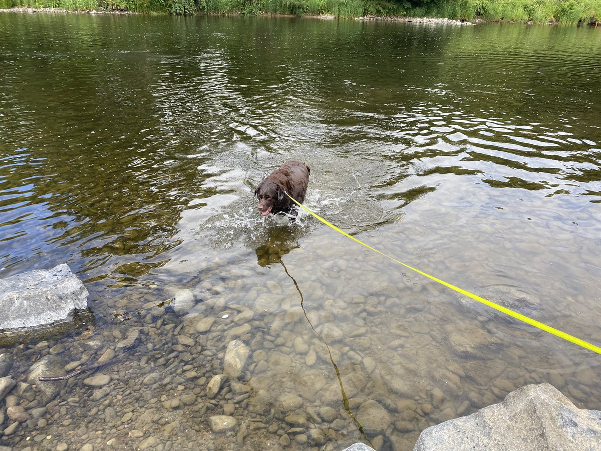 Top day swimmering in the Tweed