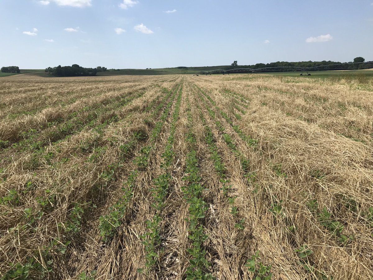 SAREMAN (@glesoing2) on Twitter photo Cereal rye has done a good job of suppressing weeds, keeping soil cooler, conserving moisture and holding soil on this southeast Nebraska farm. They have used cereal rye as a cover crop before soybeans for several years and this system has worked well. <a href="/UNL_CropWatch/">Nebraska CropWatch</a> Cereal rye has done a good job of suppressing weeds, keeping soil cooler, conserving moisture and holding soil on this southeast Nebraska farm. They have used cereal rye as a cover crop before soybeans for several years and this system has worked well. <a href="/UNL_CropWatch/">Nebraska CropWatch</a>