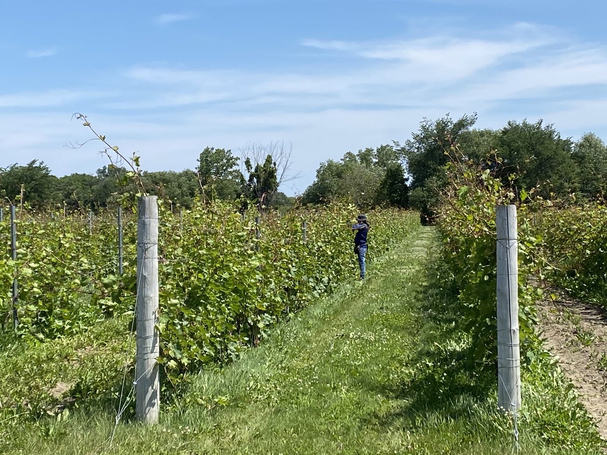 ⁦<a href="/BonjourSyngenta/">Bonjour Syngenta</a>⁩ en visite aujourd’hui chez Vineterra avec ⁦<a href="/darsenault06/">Danika Arsenault, agr</a>⁩ et ⁦<a href="/christianleger/">Christian Leger</a>⁩ pour les préparatifs des #journéesgourmandes #syngenta