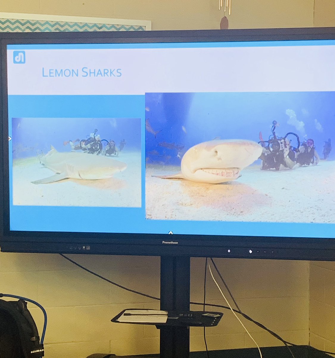We had a guest speaker today! Duane Newman is a Master Diver and Scuba Instructor. He shared scuba information and cool pictures from his many dives! 🤿🌊🦈