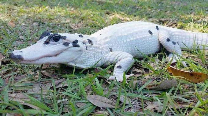 RARE GATOR