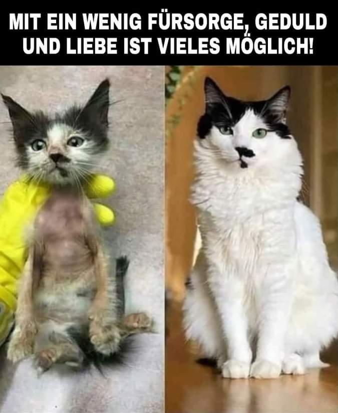 Gem_f_d_Tiere's tweet photo. WUNDERVOLLES HAPPY END, EIN LEBEN SOLLTE MAN NIEMALS AUFGEBEN! 💗

Egal wie schlimm die Lage auch ist, mehr, als dass man sein Bestes getan hat, kann nicht passieren, und im besten Falle rettet man ein wertvolles Leben!

DANKE AN ALLE, DIE ALLES DAFÜR TUN UM LEBEN ZU RETTEN!!! 💖 https://t.co/4QjN34o8nY