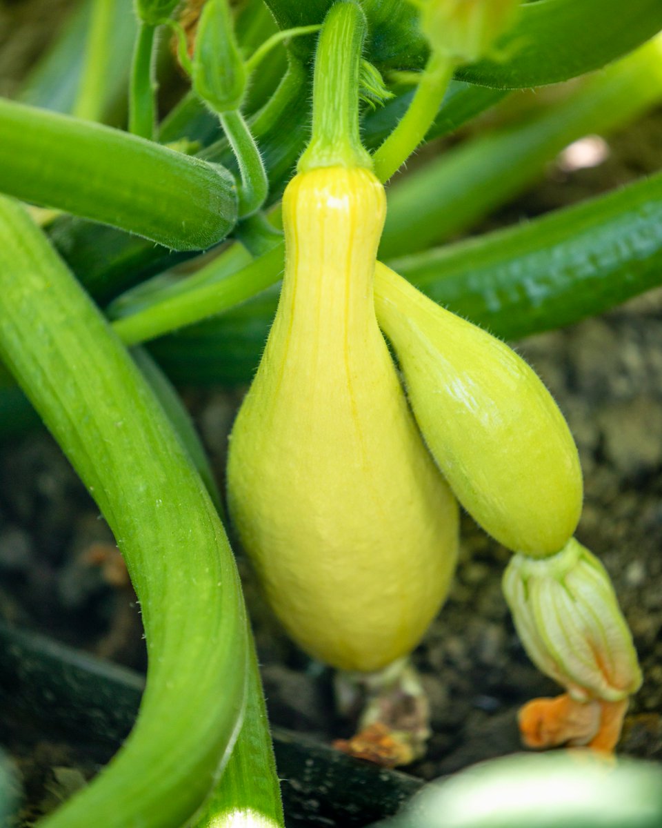 greenwaybiotec's tweet photo. Need some tender loving care during the work week? Try adding squash to your diet.

Squash are good sources of vitamin A, C, and B vitamins; they're high in antioxidants; and they're rich in minerals such as potassium, magnesium, and manganese. 

#greenwaybiotech #squash https://t.co/jWDfBXPbRB