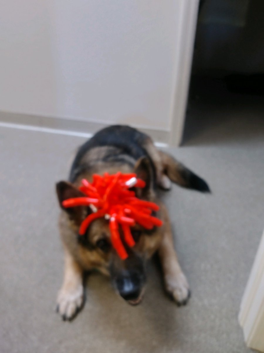 KyleKiper's tweet photo. #InternationalUmaDay Happy 12th Birthday to Veteran @Fidelco #GermanShepherd #GuideDog Uma! Over 9 years of dedicated government service, in over 25 states &amp; 5 countries. She even helped the Police catch a suspect, once on a day off! Possibly the oldest Active Duty Guide Dog! https://t.co/J9ZuApqymU