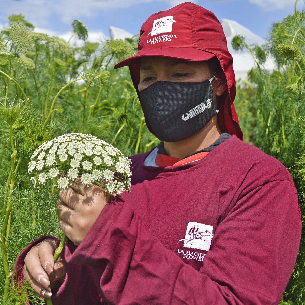 Queen Anne's Lace, simply spectacular. #ammimajus #workers #fields #summerflowers #asfarastheeyecansee #farminecuador #directshipping #lhf #lahaciendaflowers