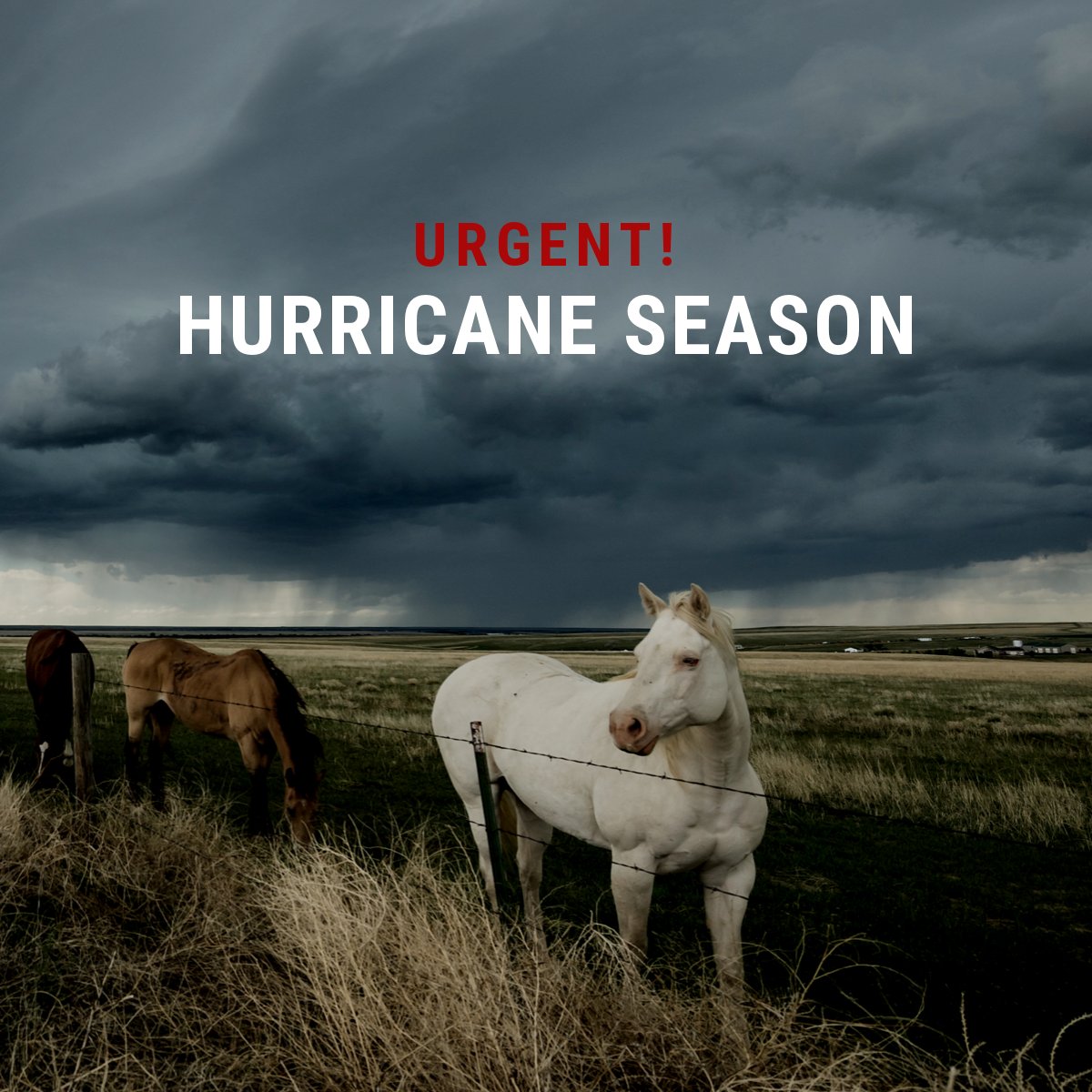 Habitat for Horses tweet media