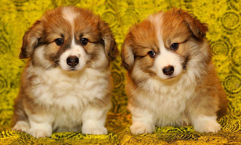 corgi_page's tweet photo. Say "Yes" if you are a corgi mom or corgi dad or a crazy corgi lover!! https://t.co/Nomhq1rSHE