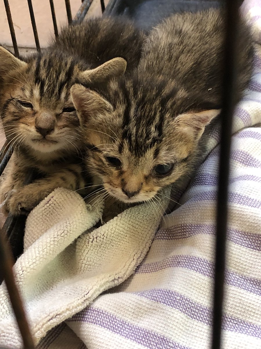 Son dos bebes chic@s los que han sido abandonados en la puerta de un bloque en plena hora punta de calor y con los ojos enfermos. Se ven súper unidos. Dios Sabra lo que han pasado juntitos. Mañana tenemos cita en el veterinario. Desearnos muchas suerte. Mañana subimos factura 🙏