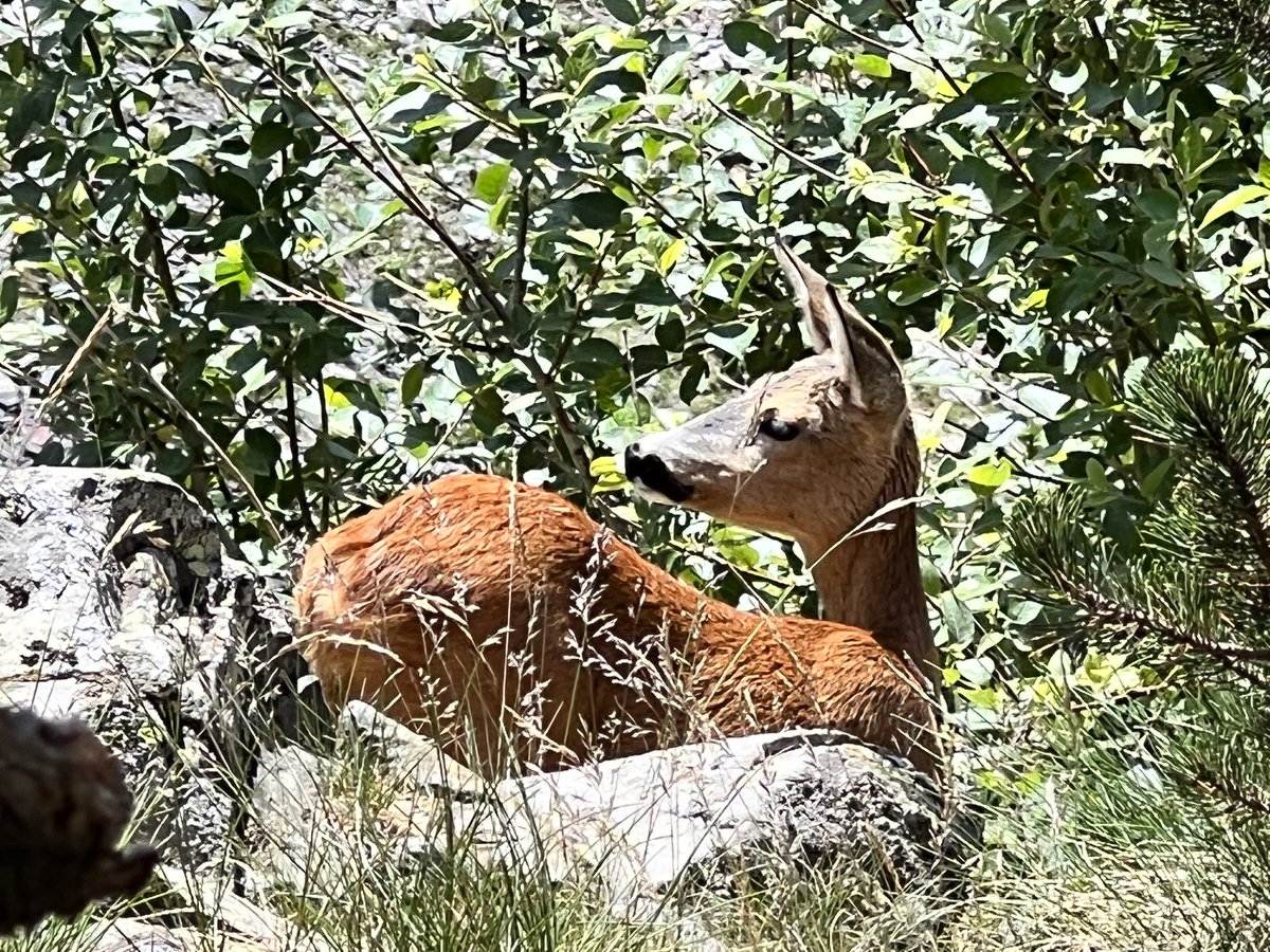 carlesbenet's tweet photo. Quan menys t’ho esperes, la natura et fa un petit regal.
#Benasc #ForauAigualluts https://t.co/5NV4jYi4P8