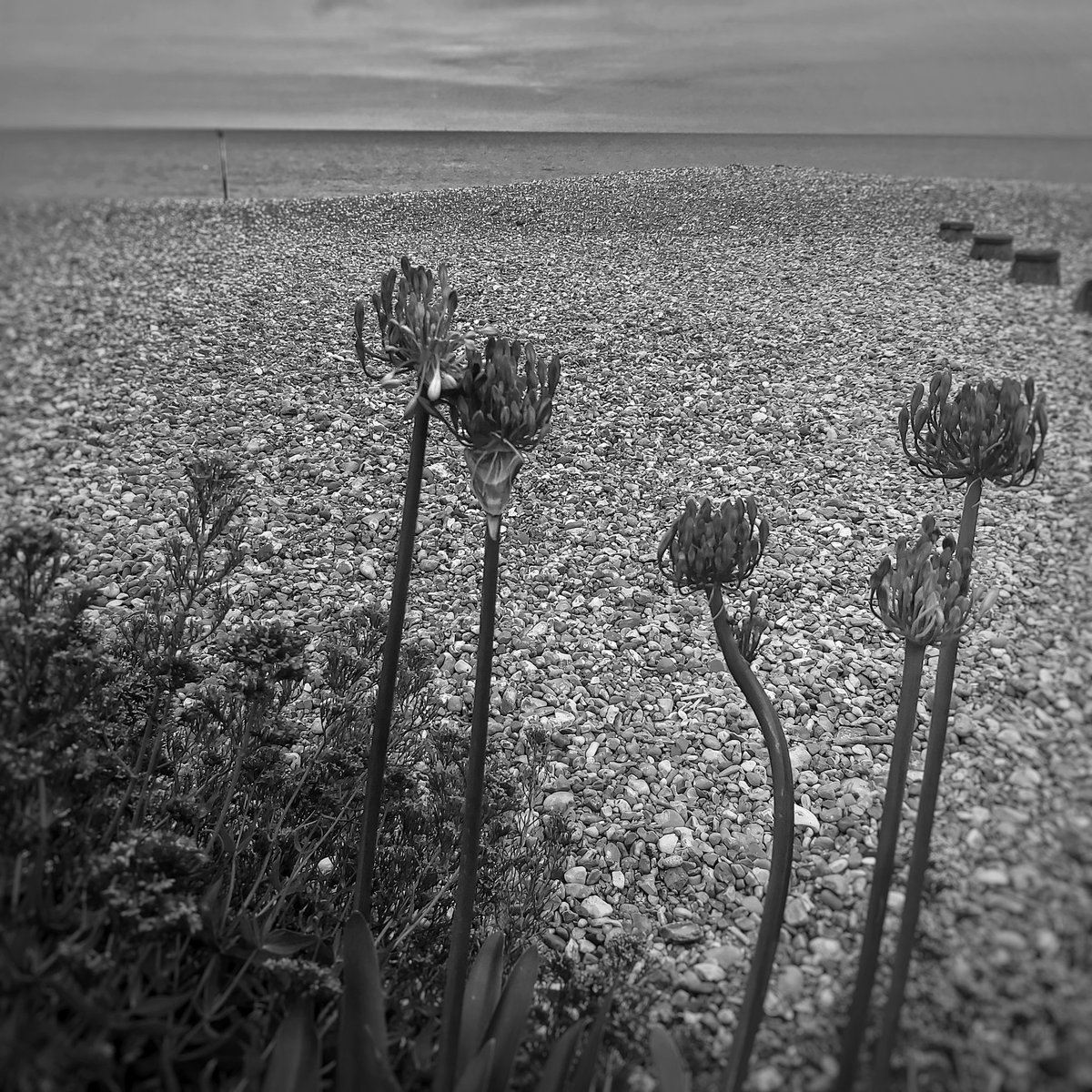 Eastbourne Beach
©️ Roy Clark 2022
#beach #seaside #Eastbourne #coast #englishseaside