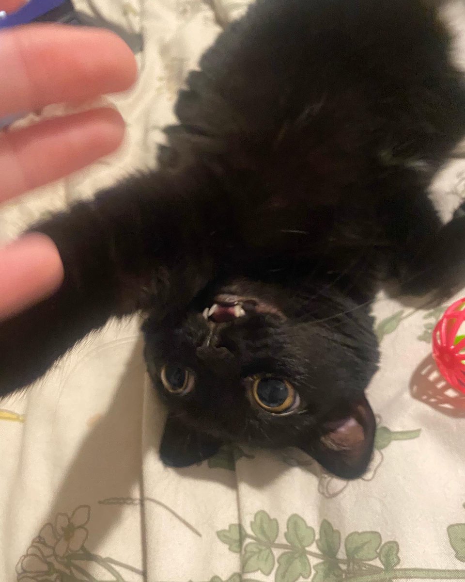 new tik tok!

tiktok.com/t/ZTReKSoMa/?k…