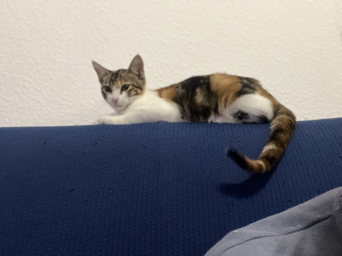 raqueel_pd's tweet photo. Gatita perdida en Guadalmez, cualquier tipo de información 🙏🏽 Es muy cariñosa a no ser que se encuentre muy asustada, si la veis por favor intentar cogerla y avisar 😢 https://t.co/ODLJjTqbxj