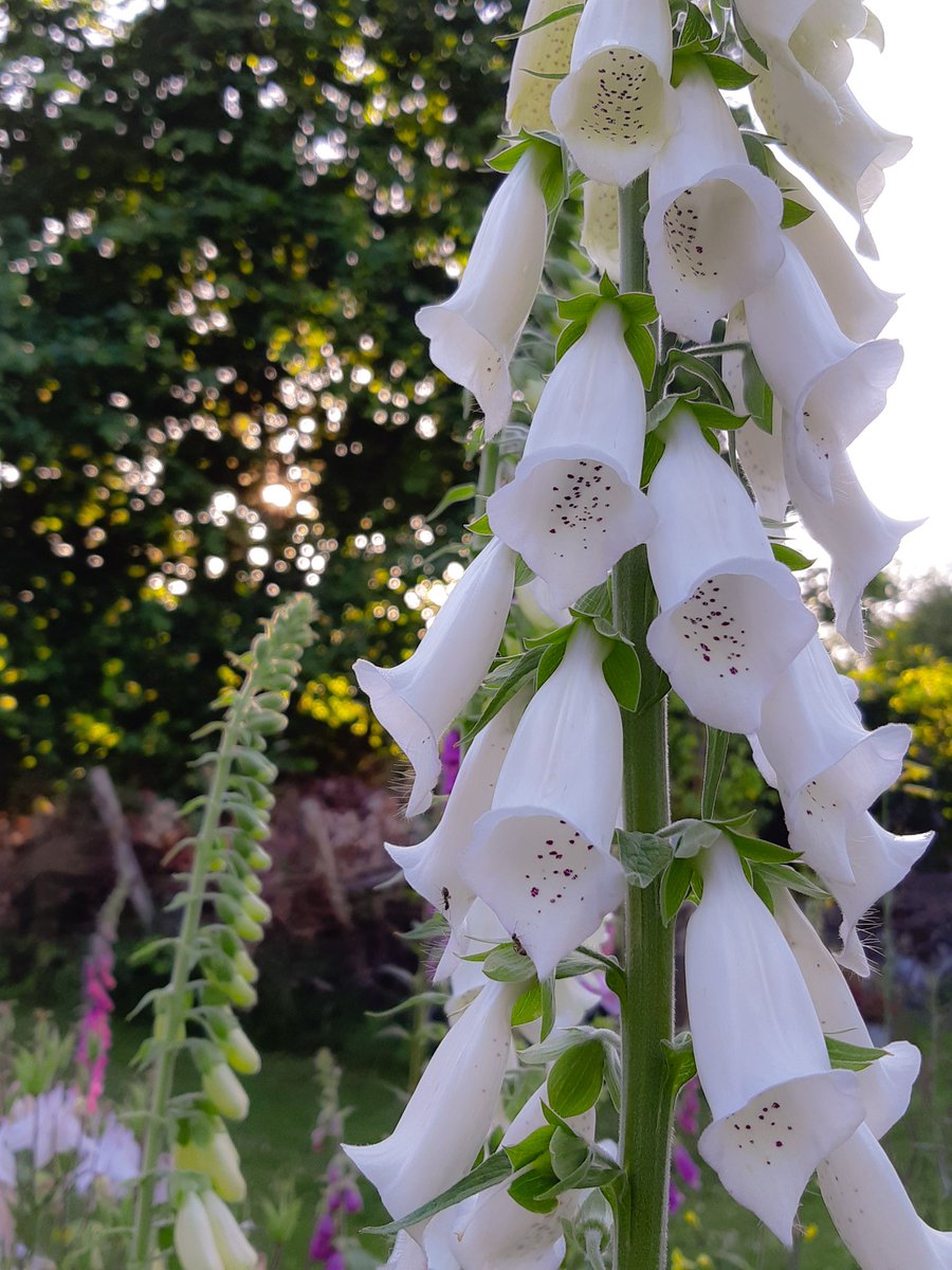 LotteTruelsen's tweet photo. My white Foxgloves - can't really figure out if I prefer white or pink 🤔
#Flowers #plants #gardening https://t.co/FTSV2JTWEZ