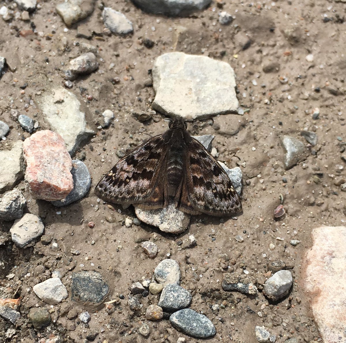Excited to share my first, first-author pub: link.springer.com/article/10.100…

It is short because it’s a methods paper, but I assure you that years of work went into it! As always, big thanks to #TeamButterfly and especially @NushaKeyghobadi for all the help along the way 🦋