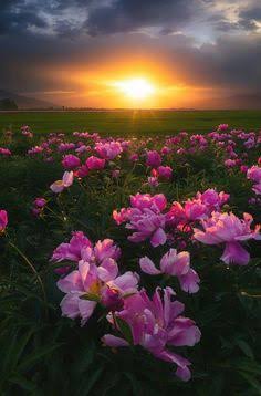 Hayırlı geceler🌙