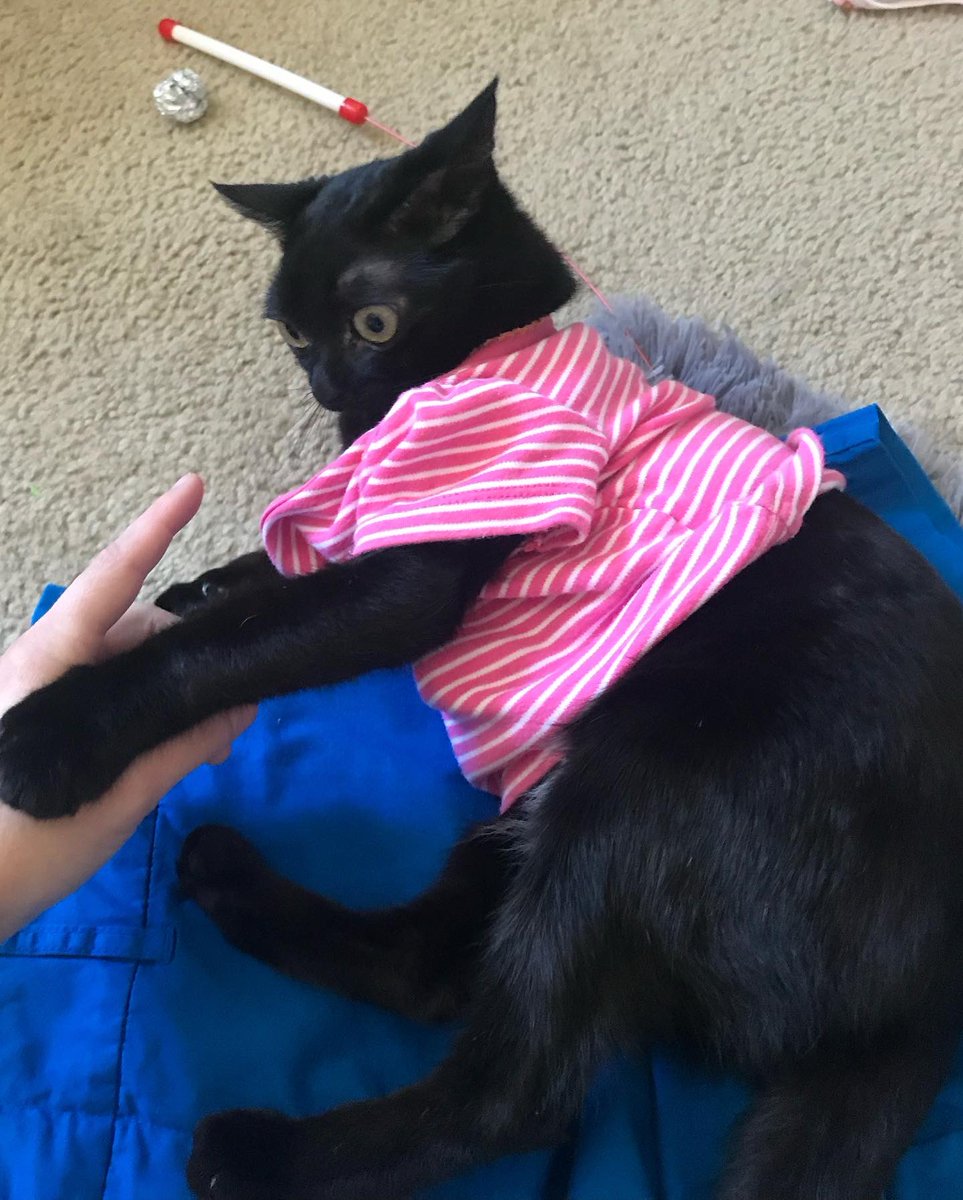 here’s jinx when she was little and used to let me put clothes on her
