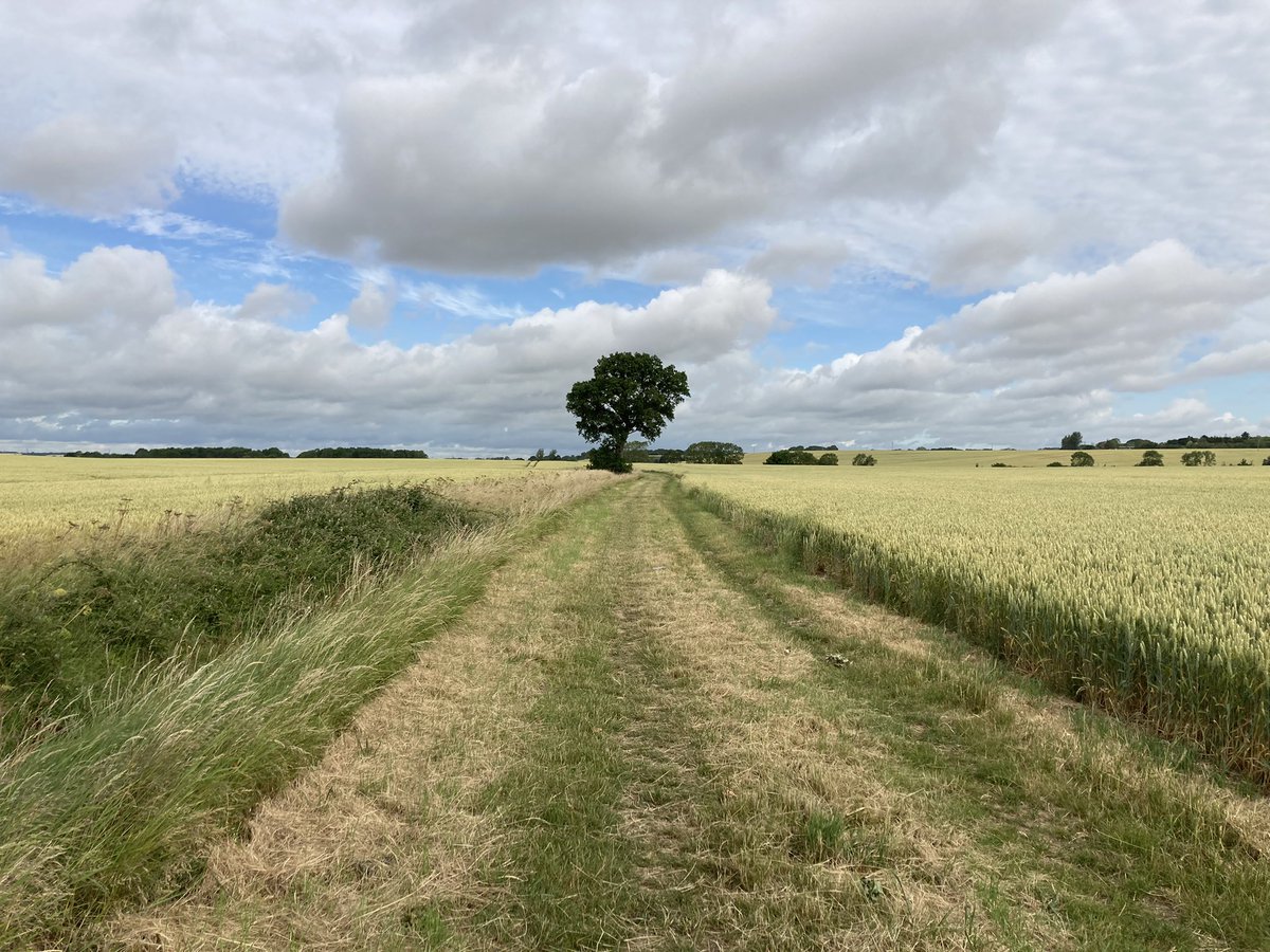 treetwoproject's tweet photo. 29 June - looking forward to @camcreatives comeback this evening- here’s my tree  
#oaktree  #walkingthedogs #designersday #gratitude
#cambsfarming #jackrussells https://t.co/nQ652G3fMc