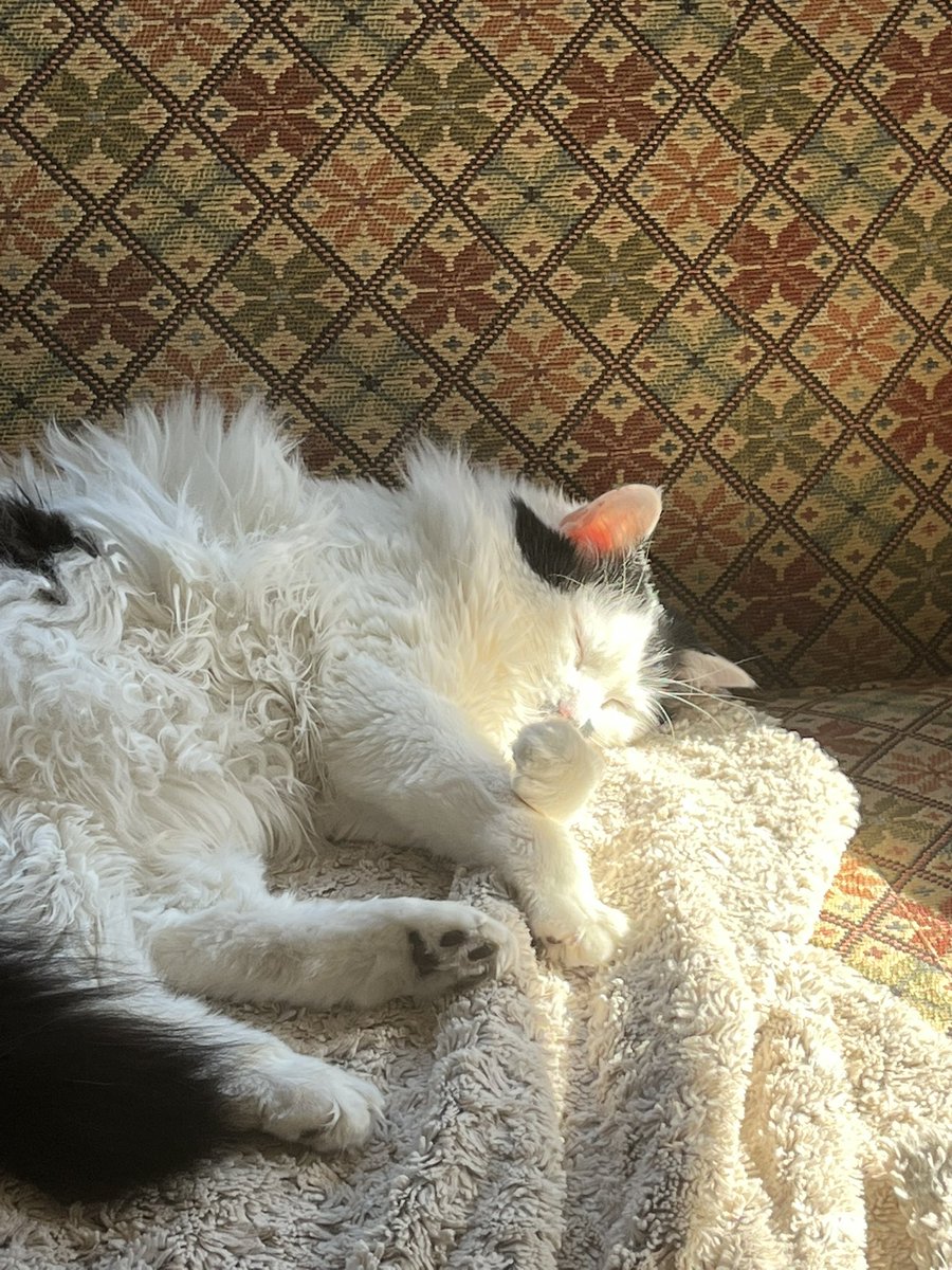TazTheDevilCat's tweet photo. There’s a sun puddle on my face! #CatsOfTwitter #CatsOnTwitter https://t.co/ii819qRmsB