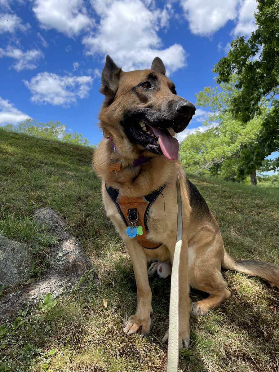 RedDogPetCare's tweet photo. Fourth of July safety ☀️🎆 https://t.co/XxjY0OeqC5