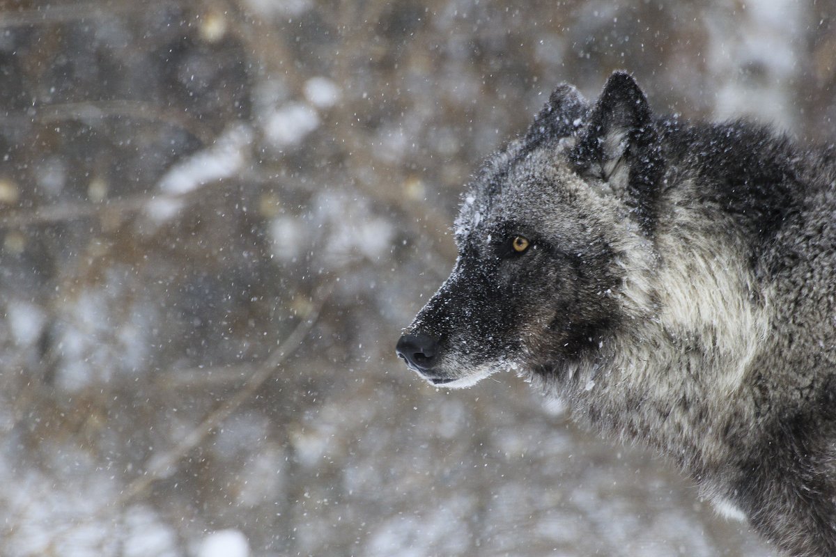 Curious where people stand about wolves? Learn more about Minnesotans' attitudes toward wolves: ow.ly/PnQj50JFQnB. 🐺

📷 International Wolf Center