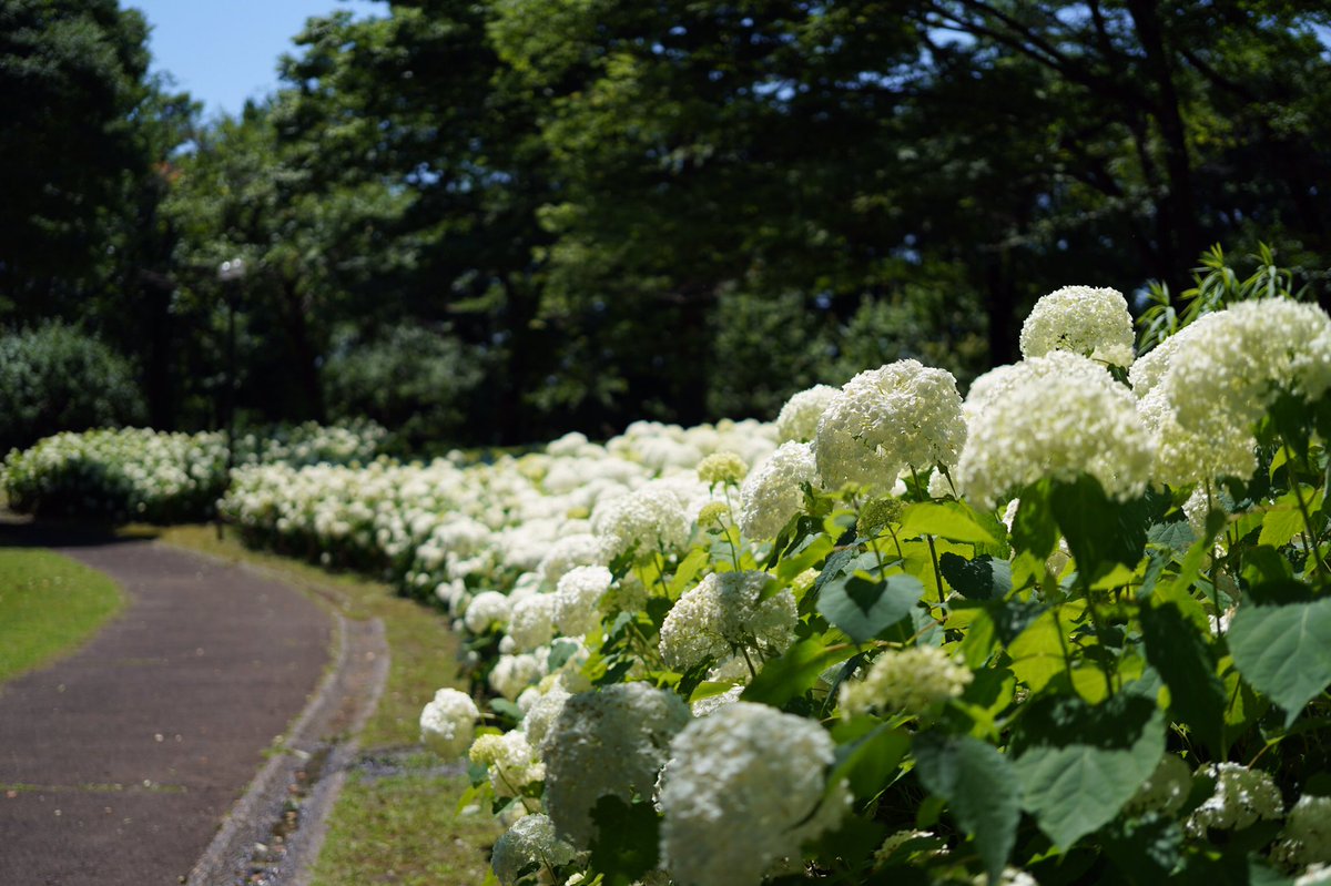花友さんにいただいた長い1枝から挿木1年生の苗が5つ。
花芽を付けた #アナベル
東側の庭で①10日②16日③23日
府中の公園で④26日
広がる夢の後押しは朝夕の水やり。
雨が降るまでファイト〜

#ガーデニング #hydrangea #hydrangea_arborescens
＊6月もありがとう🙏✨😊