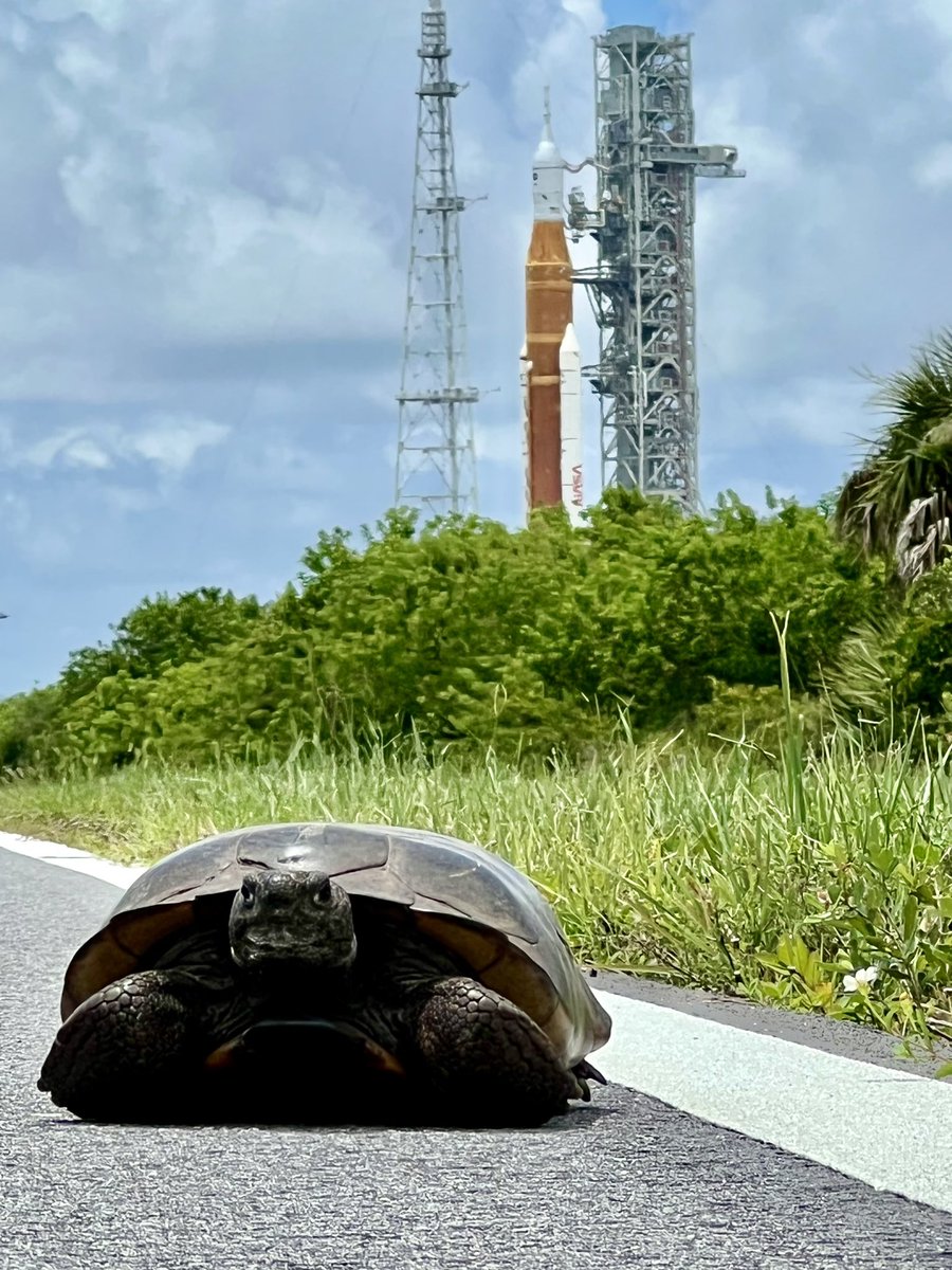 NASAKennedy's tweet photo. 🐢🚀 🤩   

Credit: NASA / Ben Smegelsky https://t.co/fvkMDNhavV
